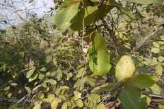 Buchanania cochinchinensis